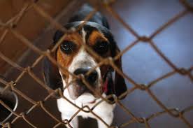 Maybe you would like to learn more about one of these? Animal Rescue May Be Trendy But It S Not For Everyone Hartford Courant