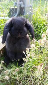 Black And White Holland Lop Holland Lop Bunny Black Bunny Lop Ear Bunny Bunnies Black Holland Lop Rabbits Black Rabbits Black Bunny Crazy Bunny Lady Pet Bunny