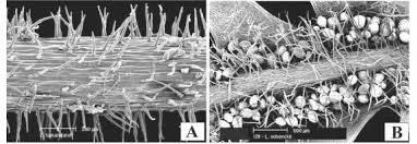 Image result for Lellingeria oosora