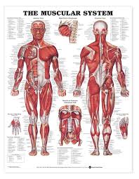 Anatomical Wall Charts The Human Spine Disorders 49x83