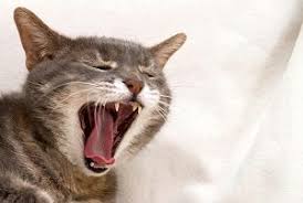 Breathing with the elbows sticking out from the body. Can Cats Breathe Through Their Mouths Is It Normal Faqcats Com