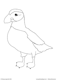 Atlantic Puffin Colouring Page Primaryleap Co Uk Puffin Coloring Pages Bird Coloring Pages