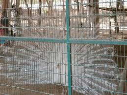 Vandalur Zoo Arignar Anna Zoological Park In Chennai Destination Infinity