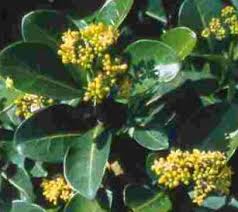 Image result for Psychotria palustris