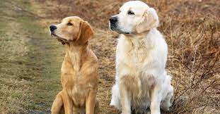 8 Types Of Golden Retrievers With Pictures Golden Hearts