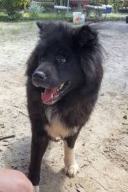 We partner with shelters across north america to help homeless pets find loving homes. Want To Adopt A Pet Here Are 3 Delightful Doggies To Adopt Now In