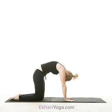 Yoga Poses Ekhart Yoga Yoga Poses Cat Pose Yoga