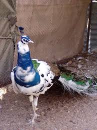 A Beautiful Pied Peacock From Bow S Peafowl Farm Peafowl Pet Birds Beautiful Birds