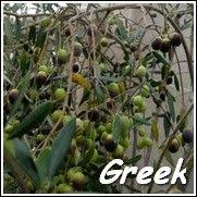 The Greek Olive Kalamata Olive Is Used For Fresh Eating Ty Ty Nursery Has The Best Selection From 1y Olive Trees For Sale Olive Trees Garden Olive Tree Care