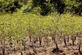 Image result for Erythroxylaceae