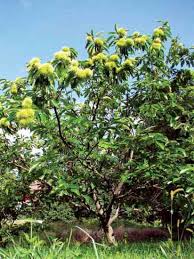 Buy online today & save big Chestnuts Growing The American Chestnut Tree Mother Earth News