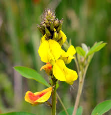 Image result for Crotalaria bernieri