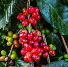 Image result for Coffea