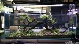 Nah,agar anda bisa memulai memiliki aquarium yang sehat dan ikan peliharaan yang bisa bertahan hidup lama, yuk pahami dulu apa saja peralatan akuarium yang perlu. Berkat Hobi Aquascape Pemuda Ini Raup 40 Juta Minggu