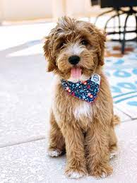 Maybe you would like to learn more about one of these? Adorable Mini Goldendoodles Hunde