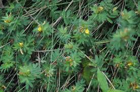 Image result for Smithia