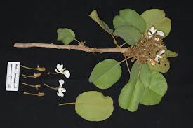 Image result for Baphia bequaertii