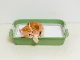 Cats are not born knowing how to use a litter box. Training A Blind Kitten To Use A Litter Box Thriftyfun