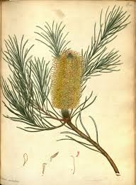 Pin By Don Mcculley On Banksia And Protea Australian Wildflowers Rare Plants Garden Plants Design