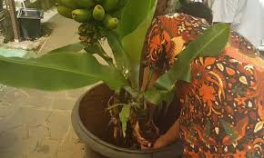 Boleh juga rujuk video di bawah untuk cara penanaman pokok pisang dalam pasu. Boleh Saja Nak Tanam Pokok Pisang Dalam Pasu Ikut Cara Ini Kelebihannya Senang Jaga Mudah Alih Vanilla Kismis