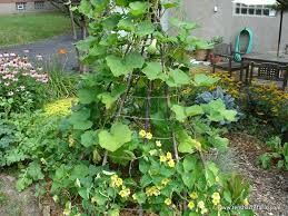 Zucchini noodles of all shapes & sizes are simple to make. Choose The Right Trellis For Your Climbing Vegetables Teepee Trellis Cucumber Trellis Diy Cucumber Trellis