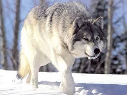 волк ночью думая залезть в овчарню попал на псарню Volk Definicion Y Sinonimos De Volk En El Diccionario Ruso