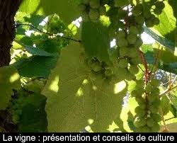 Je précipiterai ses pierres dans la vallée, je mettrai à nu ses fondements. La Vigne Presentation Et Conseils De Culture
