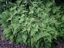Image result for Selaginella soyauxii