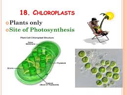 Moreover, this energy stored in the form of sugar and other organic molecules is what the plant or alga uses as food. Ppt Basic Structure Of A Cell Powerpoint Presentation Free Download Id 3248350