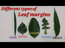 Image result for leaf margin entire