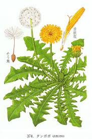 2010 06 09更新 総合教育研究部 日本語の教育実践報告 科目 文学７ 日本のことば 萩原義雄 日時 2010年 6月04日 金 ４ ３０３教場 16 10 18 00 08の講義内容 植物辞書 近 代植物辞書 牧野富太郎編 牧野日本植物図鑑 受講者数