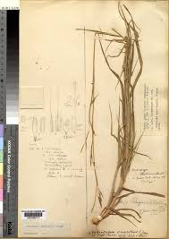 Image result for Anadelphia