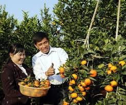 Phần tìm kiếm ở google thì nhập giọng nói ok. Ä'áº·c Sáº£n Cam Canh Lá»¥c Ngáº¡n Báº¯c Giang Hoa Quáº£ Fuji Fruit Há»‡ Thá»'ng Hoa Quáº£ Sáº¡ch Nháº­p Kháº©u Fuji