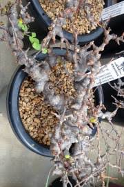 Image result for Commiphora schlechteri