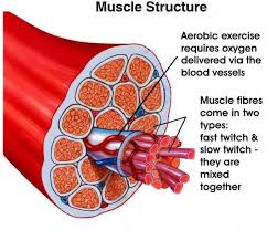 fast and slow twitch muscles lessons tes teach