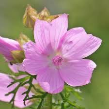 Moskuskatost har det botaniske navn malva moschata og er i samme slægt som vores almindelig toårige katost, som vi kender fra grøftekanterne. Malva Moschata Moskus Katost