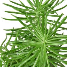 Image result for Senecio sp.no.1