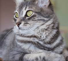 After euthanasia your pet is transported to a licensed crematorium where he/she is cremated individually. In Home Pet Euthanasia Services In Denver And Noco Caring Pathways