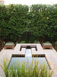 They can grow up to 5 metres in a full sun position and can tolerate frost. 10 Privacy Plants For Screening Your Yard In Style