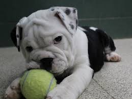 Father is pure bred bordie collie 3 pups available 2 boys 1 female they come vet checked with shots and. English Bulldog Dog Male Black And White 2334609 Petland Montgomery