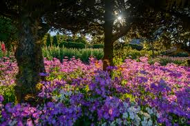 Please use and share these clipart pictures with your friends. Flower Garden Background High Quality Free Backgrounds