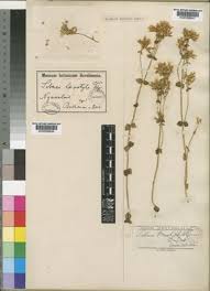 Image result for Sebaea leiostyla