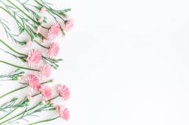 Pink Flowers On White Background Flat Lay Top View Stock Photo Flower Background Iphone Pink Flowers White Background Instagram