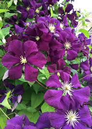 2 lt pot (60cm cane) £24.99. Daily Flower Candy Clematis Etoile Violette Agm The Frustrated Gardener