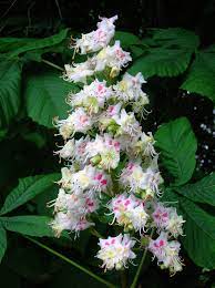 Is there anything i can do to get it to produce flowers and/or nuts? File Horse Chestnut Flowers Jpg Wikimedia Commons