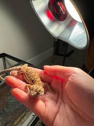 Just Got A Red Morph Beardie Today! : R/Beardeddragons