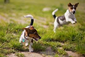 Indem du genau darauf achtest, was du deinem hund fütterst und dass dein zuhause stressfrei ist, kannst du dafür sorgen, dass dein hund härteren kot bekommt. Globuli Gegen Durchfall Hund Infos Einnahme Dosierung