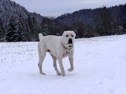alabay kopekleri vatani turkmenistan alabai dogs kangal kopeginin atasi olan turkmen coban kopekleri turkler anado alabai dog guard dogs shepherd dog