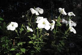 Image result for Petunia axillaris