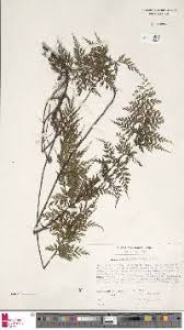 Image result for Asplenium anisophyllum